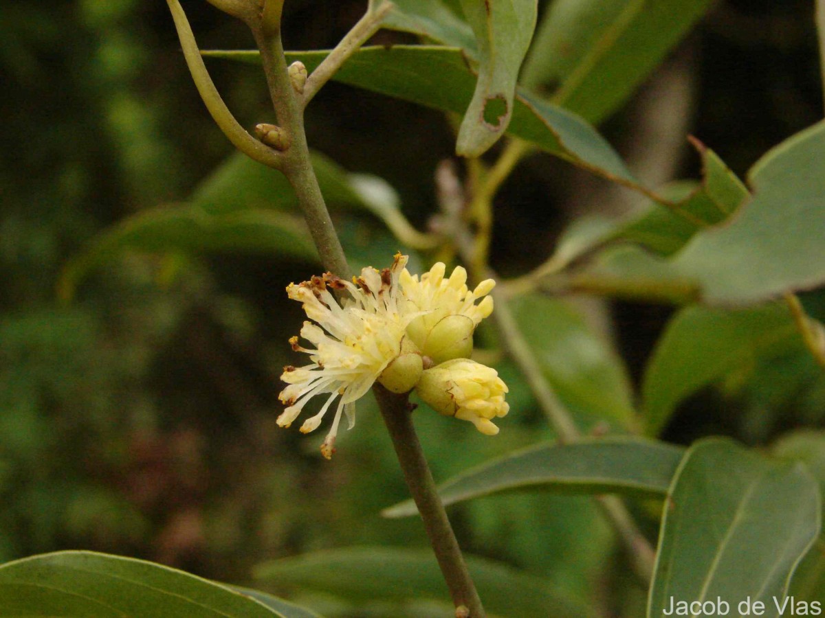 Neolitsea cassia (L.) Kosterm.